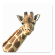 Long Necked Giraffe Sticker