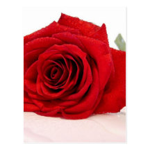 Long Stem Red Rose Postcard