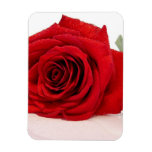 Long Stem Red Rose Premium Magnet