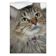 Longhair Brown Mackerel Tabby Greeting/Note Cards