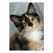 Longhair Calico Kitten Greeting/Note Cards