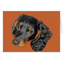 Longhair Dachshund Gift Card