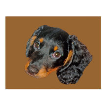 Longhair Dachshund Gift Postcards