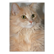 Longhair Orange Cat Greeting/Note Cards