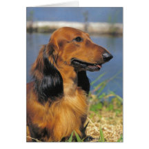 Longhaired Dachshund greeting card