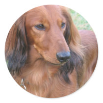 Longhaired Dachshund Sticker