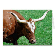 Longhorn Card