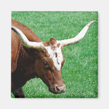 Longhorn Magnet