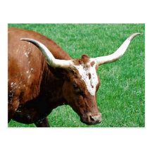 Longhorn Postcard