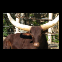 Longhorn Steer posters