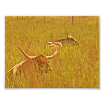 Longhorns In Grass. Art Photo