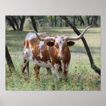 Longhorns Print