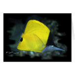 Longnose Butterfly Fish Cards