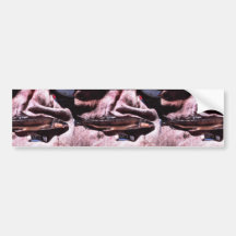 Longnose Sucker Bumper Stickers