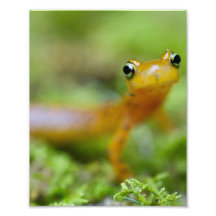 Longtail Salamander Photo