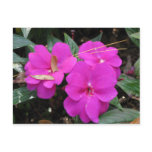 Longwood Gardens, PA postcards