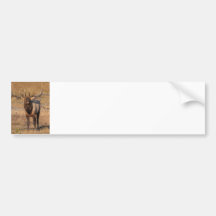 Look at Me! Bumper Sticker