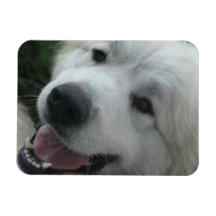 Look Into My Eyes - Great Pyrenees Magnet