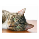 Looking at you cat postcards