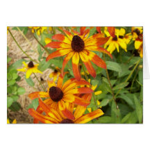 Looking down and black-eyed susans cards