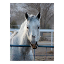 Looking for an Apple Post Cards
