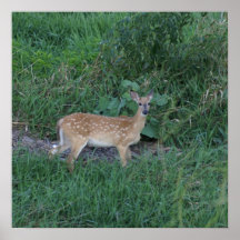Looking for Mom Print