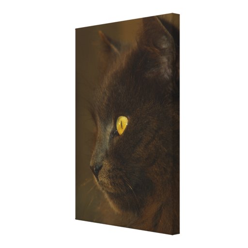 Looking Out Gallery Wrap Canvas