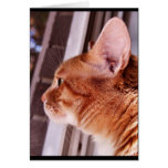 looking out greeting card