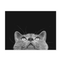 Looking up - Postcard
