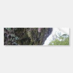 Looking Up the Kauri Bumper Sticker