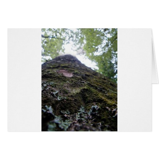 Looking Up the Kauri Card