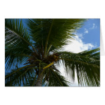 Looking Up to Coconut Palm Card