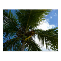 Looking Up to Coconut Palm Postcard