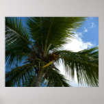 Looking Up to Coconut Palm Print