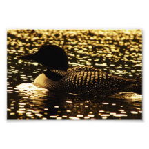 Loon Photograph