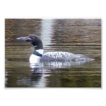 Loon Photoprint