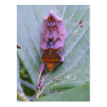 Looper moth ~ postcard
