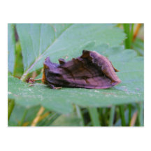 Looper Moth ~ postcard