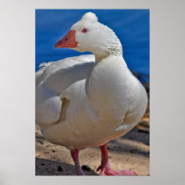 Loose as a Goose Print