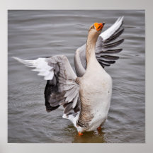 Loose as a Goose. Print