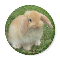 lop refrigerator magnets