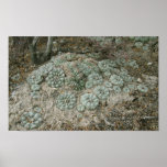 Lophophora williamsii - Peyote posters