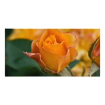 L'orange s'est levée DSC3450 Carte Avec Photo