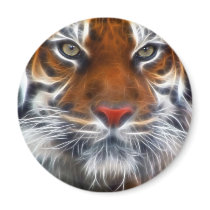Lord of the Indian Jungles, The Royal Bengal Tiger Magnets