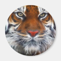 Lord of the Indian Jungles, The Royal Bengal Tiger Magnets
