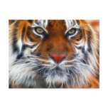 Lord of the Indian Jungles, The Royal Bengal Tiger Post Card