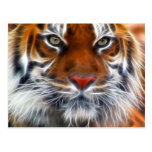 Lord of the Indian Jungles, The Royal Bengal Tiger Post Card