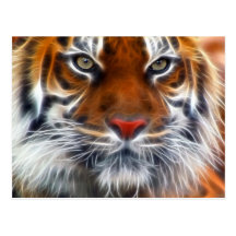 Lord of the Indian Jungles, The Royal Bengal Tiger Post Card