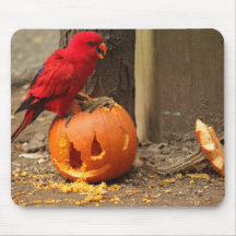 Lorikeet Mousepad