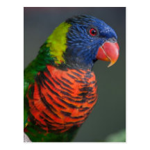Lorikeet Smile Postcard